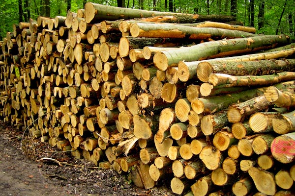 Wald Holz